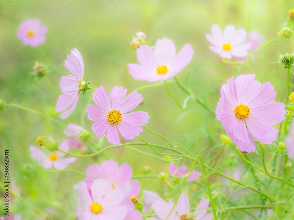 秋の公園や花壇を彩るコスモスのある風景。眩しい日差しでボケた様子。ぼんやりした花畑のイメージ 秋の公園や花壇を彩るコスモスのある風景。眩しい日差しでボケた様子。ぼんやりした花畑のイメージ