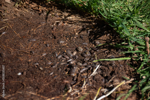 Wallpaper Mural Close-up view of woodlice on soil, emphasizing the importance of soil health and biodiversity in ecosystems. Torontodigital.ca