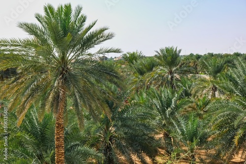 Принти на полотні Group of date palm trees in oasis