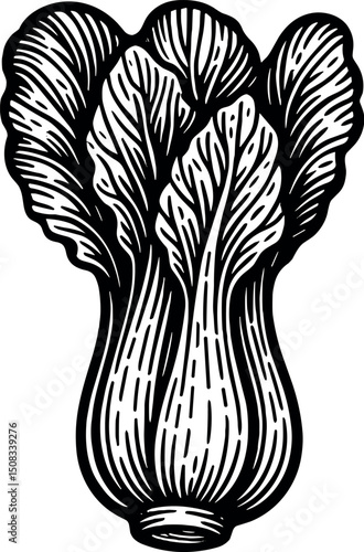 Bok Choy vector black silhouette print design