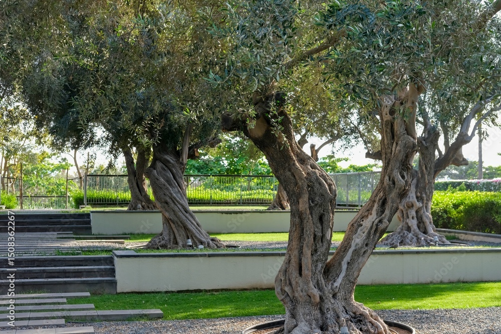 Obraz premium Centuries-old decorative olive trees in the garden park in UAE, climate change.