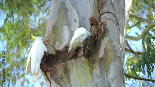 The sulphur-crested cockatoo is a relatively large white cockatoo found in wooded habitats in Australia.