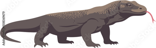 Komodo dragon brown tongue out walking position