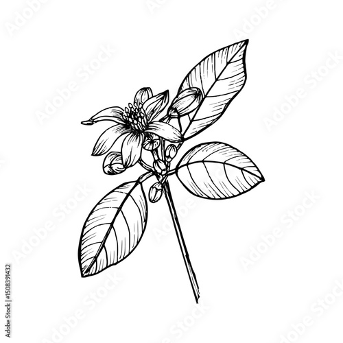Grapefruit herb floral outline drawing. Line art botanical sketch in engraving style for eco-living, healthy cooking, spa treatments, and herbal gardens. Hand-drawn vector clipart illustration