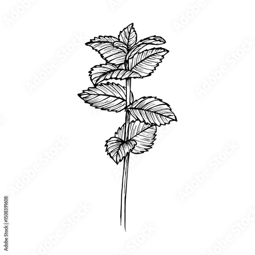Peppermint herb botanical outline drawing. Sketch illustration of a plant for culinary, wellness, garden, and aromatherapy themes. Vector art clipart isolated on a white background