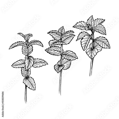 Peppermint herb sketch outline illustration set. Botanical drawing in engraving style for cooking, aromatherapy, garden, medicinal concept. Hand drawn floral vector clipart