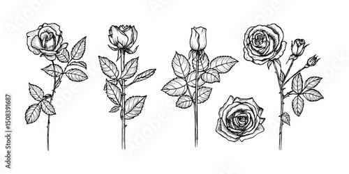 Rose flower vintage sketch drawing collection. Engraved plant illustration for use in wellness, natural cosmetics, culinary herbs, and garden decor. Hand-drawn floral vector clipart