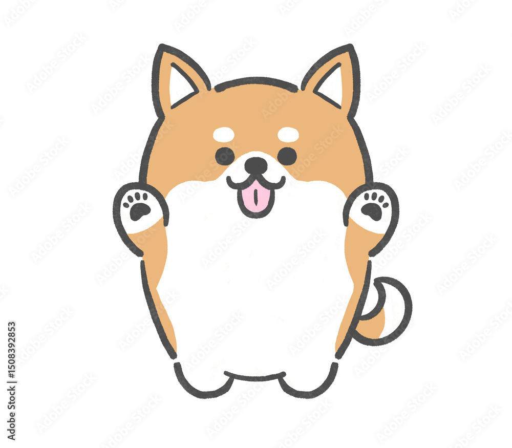 Fototapeta premium 両手を挙げるぽっちゃり柴犬