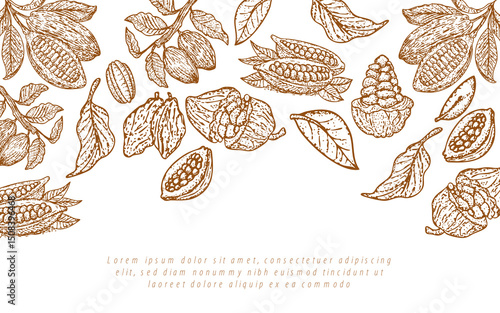 Art hand drawn botanical tree Chocolate cocoa tree