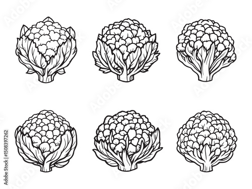 cauliflower vegetable contour line illustration bundle