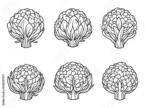 cauliflower vegetable contour line illustration bundle