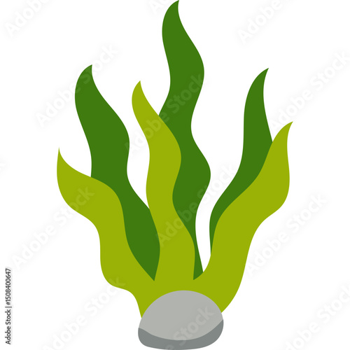 Seaweed Illustration