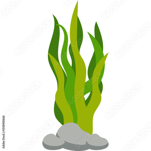 Seaweed Illustration