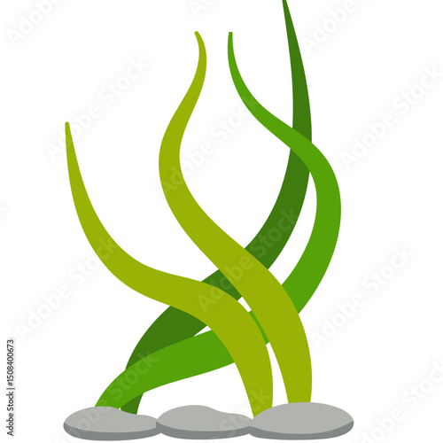 Seaweed Illustration