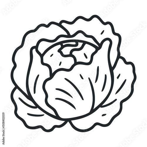 Line art cabbage detailed outline drawing of a cabbage head – stock vector icon in line drawing style