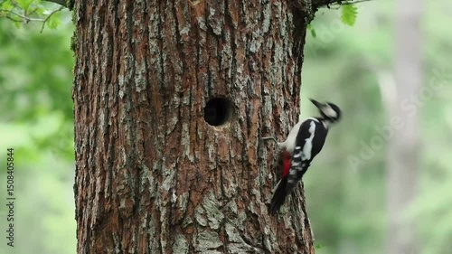 junge Buntspechte in der Bruthöhle werden versorgt