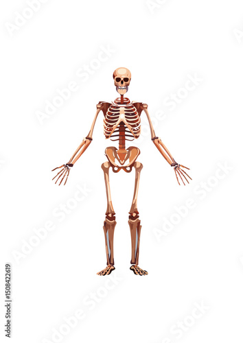 the exoskeleton is primarily composed of chitin, a tough polysaccharide, often reinforced with proteins and sometimes calcium carbonate (as in crustaceans). In mollusks, shells are primarily calcium 