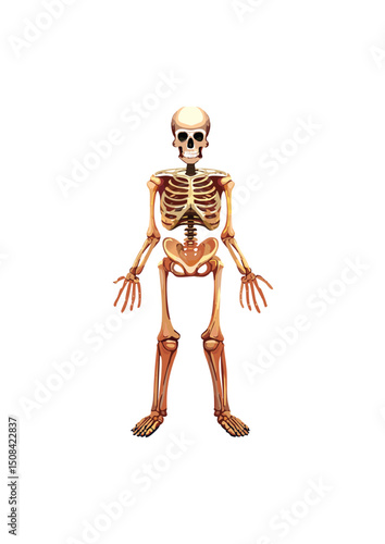 the exoskeleton is primarily composed of chitin, a tough polysaccharide, often reinforced with proteins and sometimes calcium carbonate (as in crustaceans). In mollusks, shells are primarily calcium 