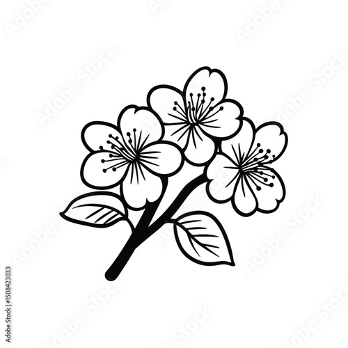 Three black and white cherry blossoms bloom on a branch against a clear backdrop