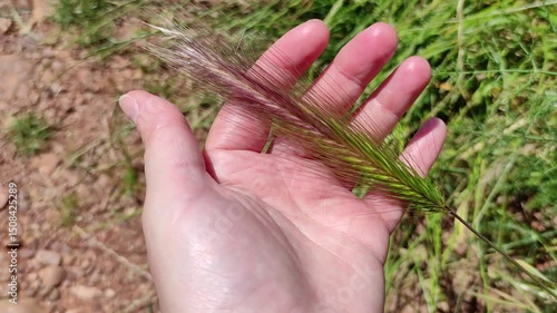 Spikers of graminaceous. Poaceae. 