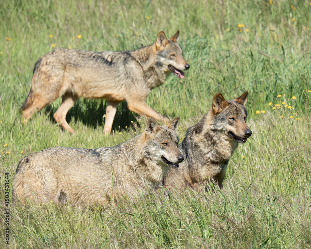 Fototapeta premium Pack of three iberian wolfs