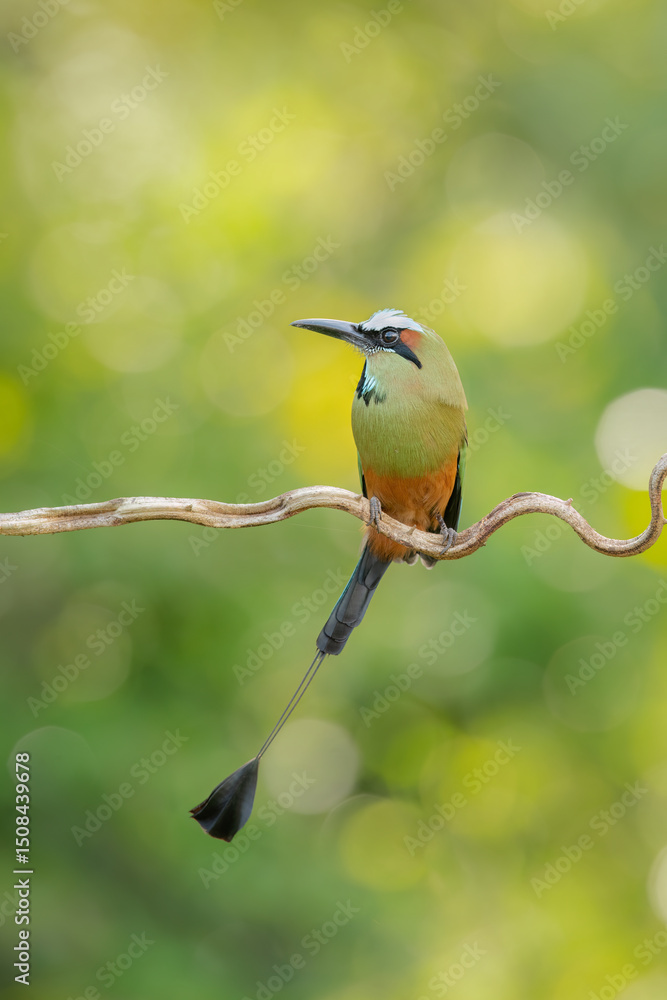 Obraz premium Turquoise-browed motmot - Eumomota superciliosa also Torogoz, colourful tropical bird Momotidae with long tail, Central America.