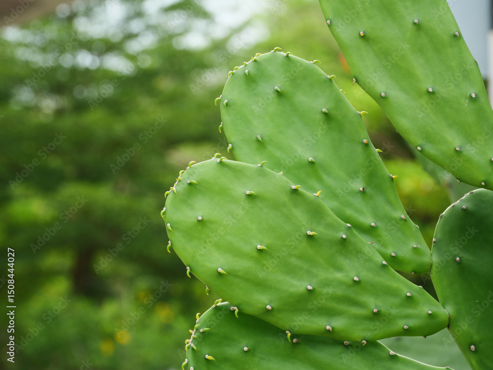 Prickly Pear Cactus in Natural Surroundings Prickly Pear Cactus in Natural Surroundings
