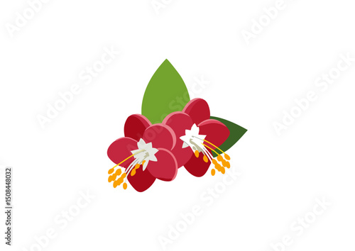 sunlight,Red and white flowers of Combretum indicum, Combretum indicum known as the Rangoon creeper or Chinese honeysuckle, selective focus,Combretum indicum are blooming and green leaf,Combretum indi