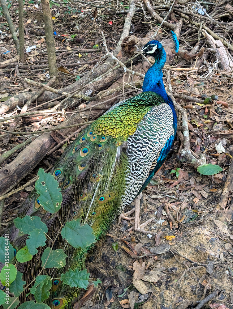 Obraz premium Indian peafowl peacock bird sitting on ground during wildlife safari in Wilpattu National Park in Sri Lanka
