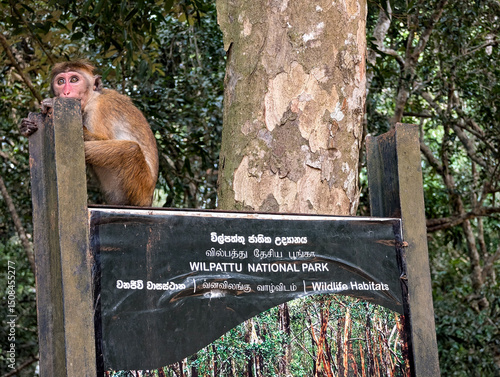 Photography Toque macaque monkey sitting on signpost during wildlife safari in Wilpattu Nati