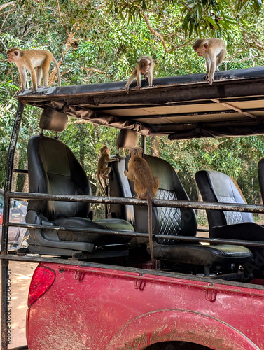Canvas Print Closeup of young Toque macaque monkeys climbing on 4WD truck on wildlife safari