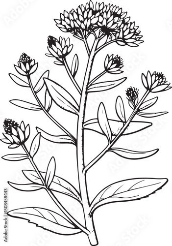 Rhodiola plant Vector Illustration, Sketch Drawing Line Linear Symbol Icon Engraving Coloring Book, Hand-drawn Black and White Isolated