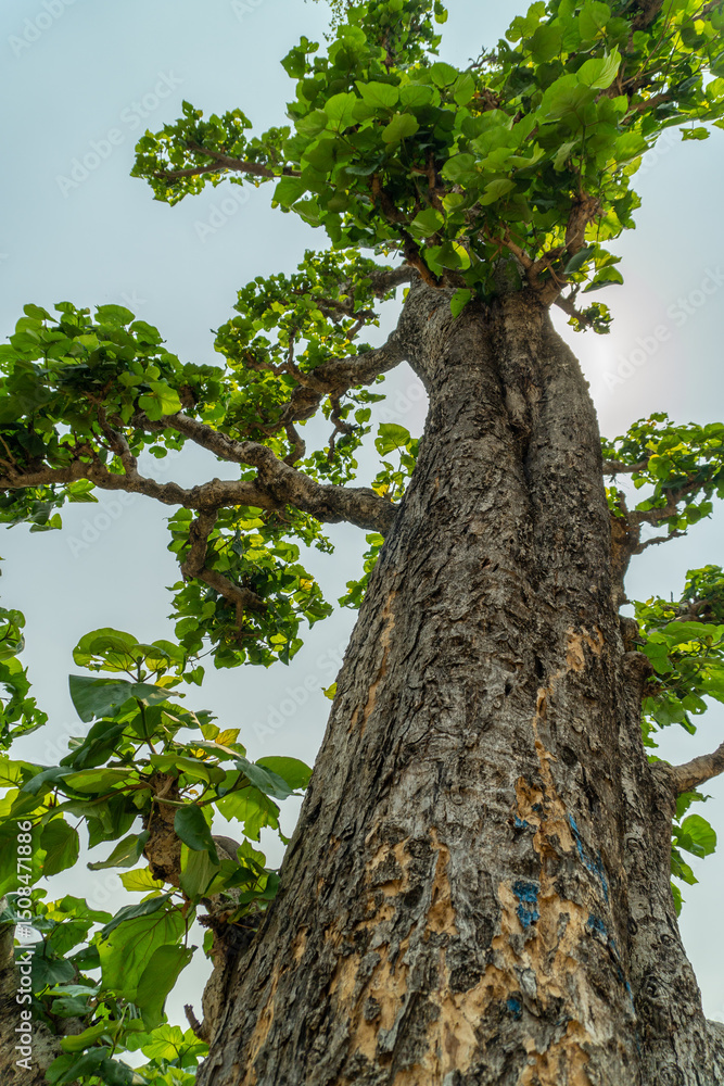 Fototapeta premium Teak Tree (Tectona grandis) Leaves & Trunk in Uttarakhand Jungles