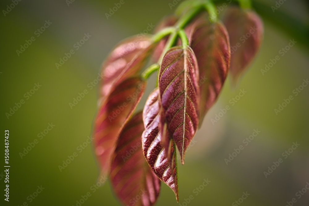 Fototapeta premium Close-up of vibrant red leaves with detailed veins.