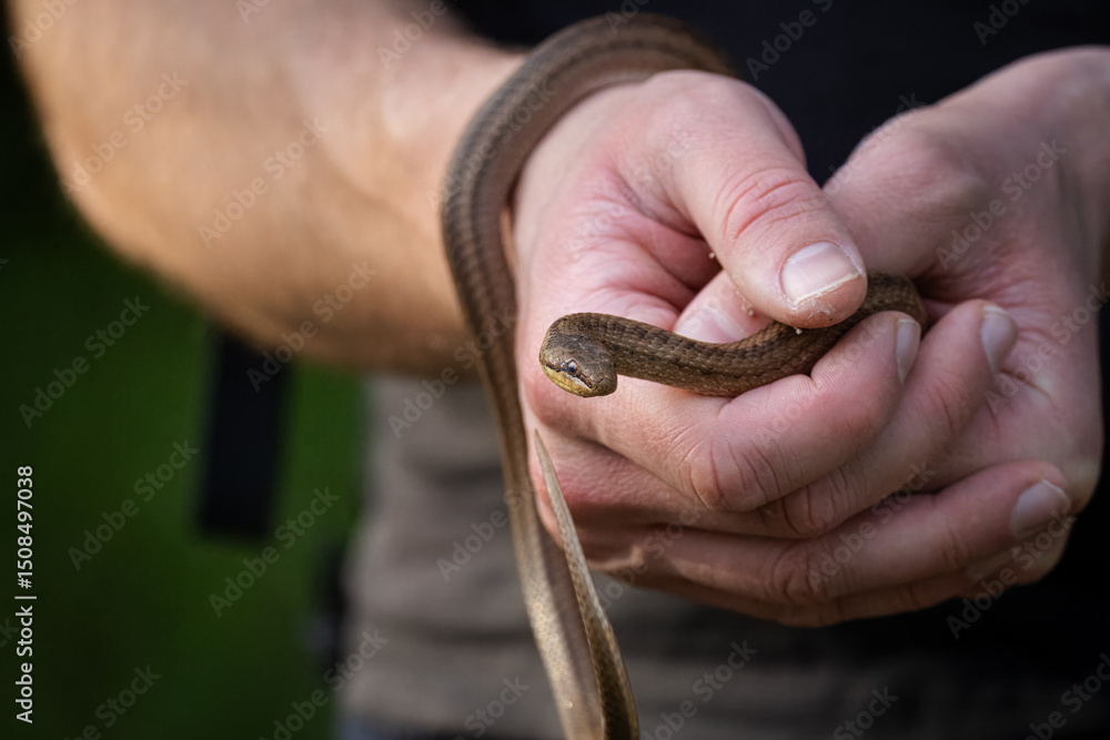 Fototapeta premium Close-up of a man holding a Smooth Snake in his hands on a spring evening.