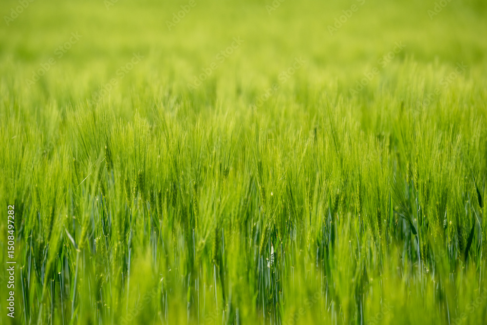 Obraz premium Green field with grain, close-up on nature background