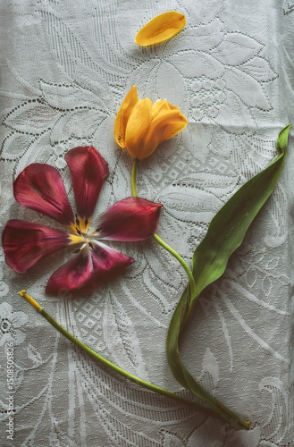 Flower arrangement. Two tulips.