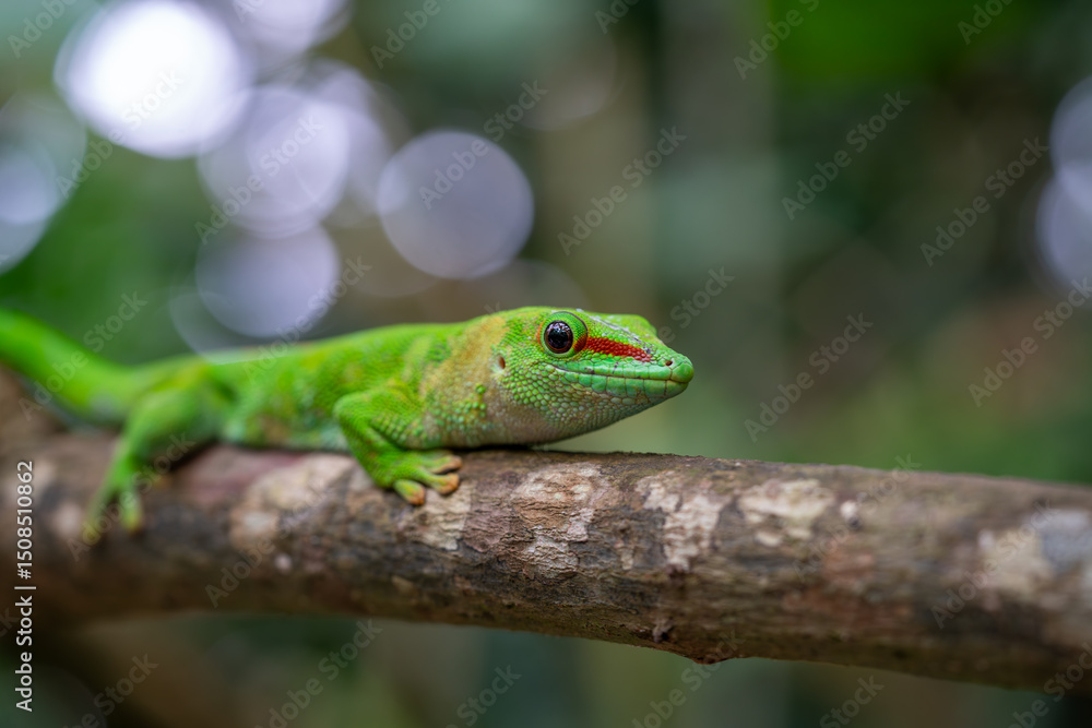 Emerald Gecko Resting on Jungle Branch Emerald Gecko Resting on Jungle Branch