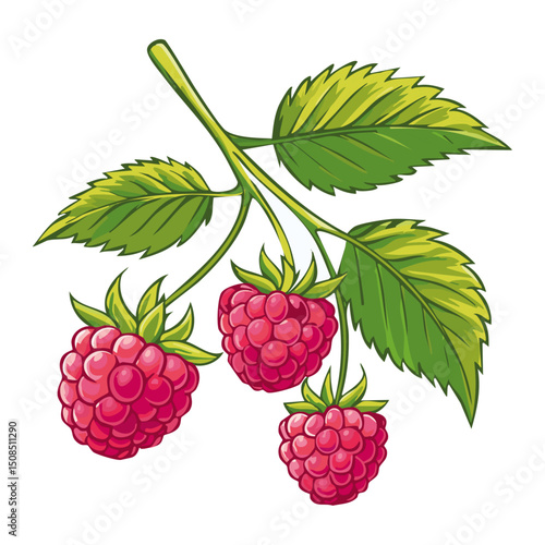 Branch of ripe raspberries color vector illustration. Image of summer red berry with leaves on isolated background. For packaging design and print for clothes