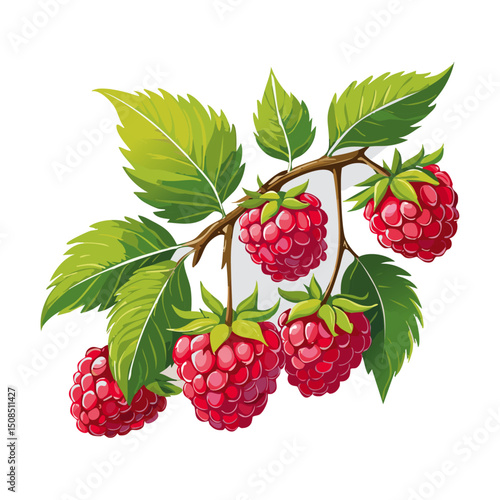 Branch of ripe raspberries color vector illustration. Image of summer red berry with leaves on isolated background. For packaging design and print for clothes