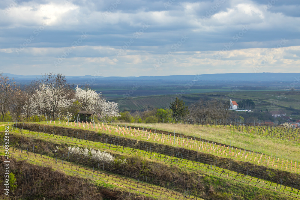 Fototapeta premium Blooming cherry tree overlooking vineyards in Mailberg, Lower Austria, Austria