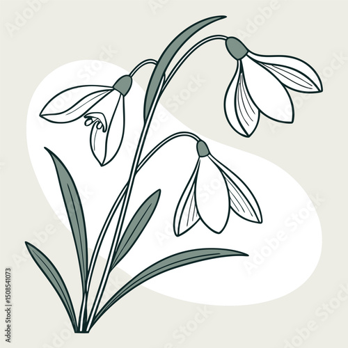 Lili flower line art vector on white back ground