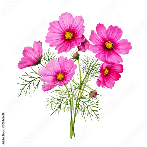 Big beautiful bouquet with pink flowers of the cosmea (Cosmos bipinnatus, Mexican aster, gar png
