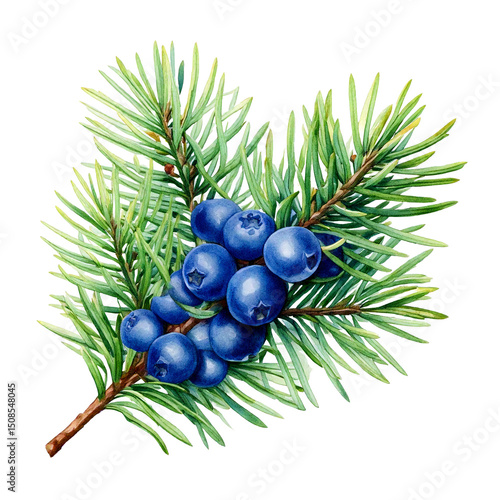  Branch of Juniper plant (Juniperus communis) with berries and leaves png