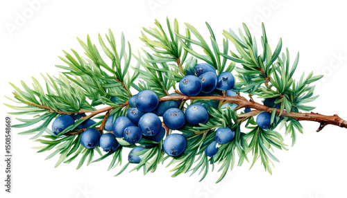  Branch of Juniper plant (Juniperus communis) with berries and leaves png