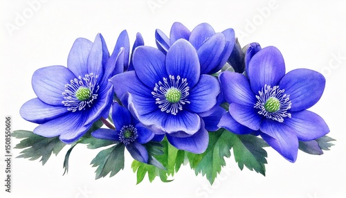  Bouquet with flowers of the blue Anemone hepatica (Hepatica nobilis, liverleaf, liverwort, k.jpg
