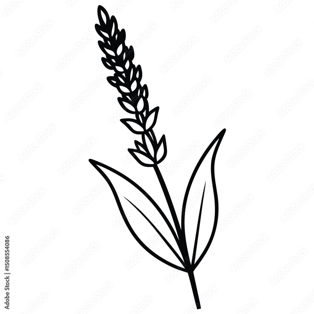 Fototapeta premium Wheat Stalk Line Art, Agriculture Harvest Graphic