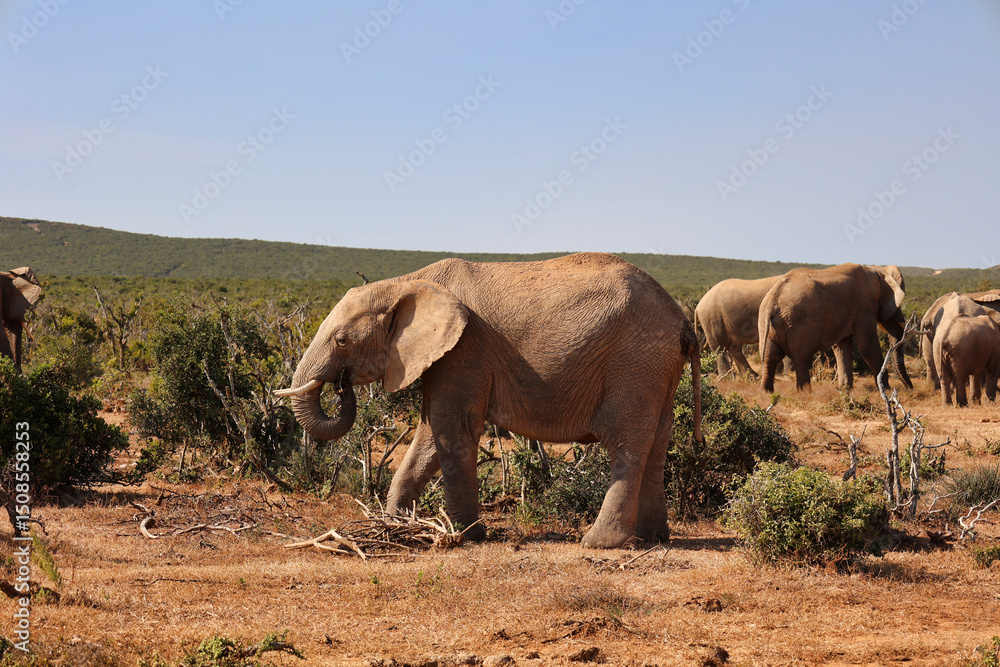 Fototapeta premium herd of elephants eating branches of bushes in Addo national park