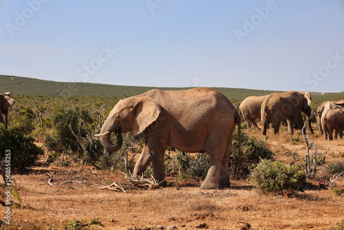 herd of elephants eating branches of bushes in Addo national park