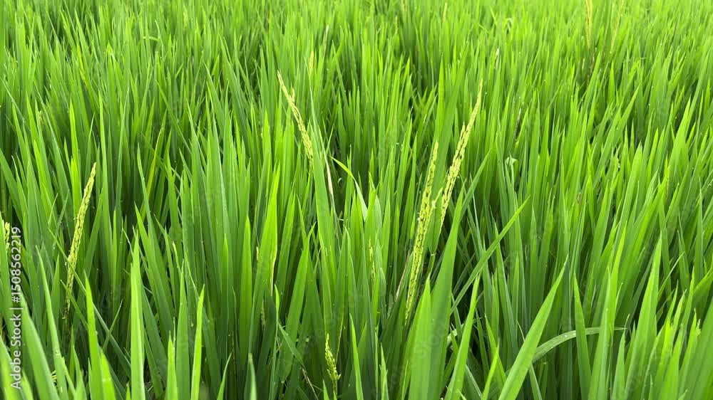 Close-up of up grain bearing rice plants swaying in the wind Close-up of up grain bearing rice plants swaying in the wind